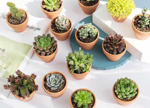 浇花时水很快从花盆底部流出