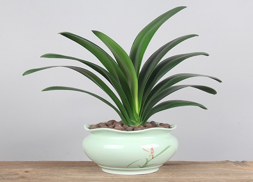 君子兰冬季管理的要点