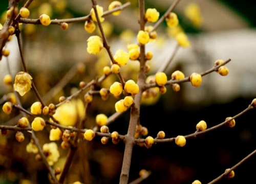 干枝腊梅泡水会开花吗