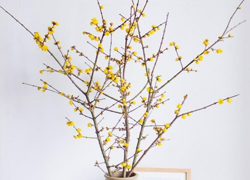 干枝腊梅泡水会开花吗