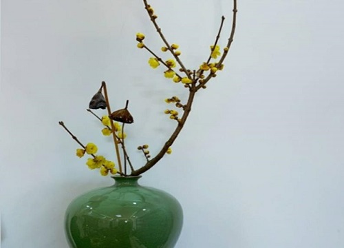 干枝腊梅泡水会开花吗