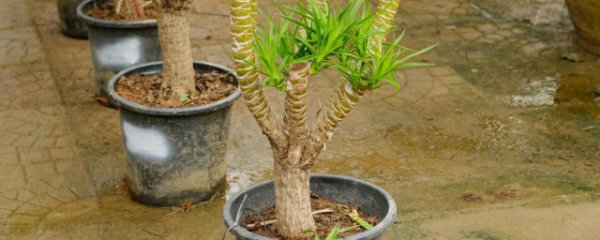 龙血树什么季节换盆