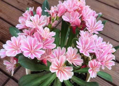 开花的多肉有哪些品种