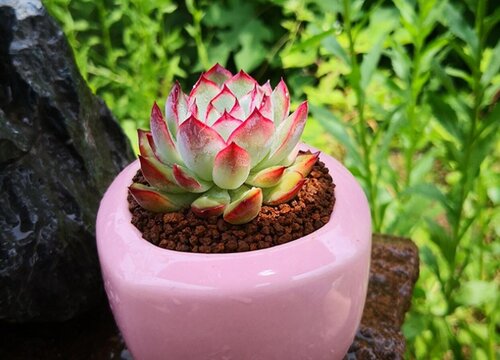 开花的多肉有哪些品种