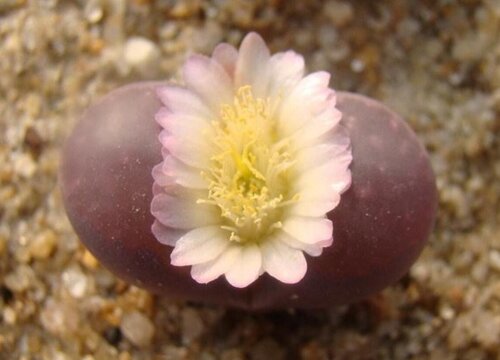 开花的多肉有哪些品种