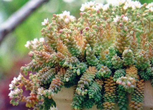 开花的多肉有哪些品种