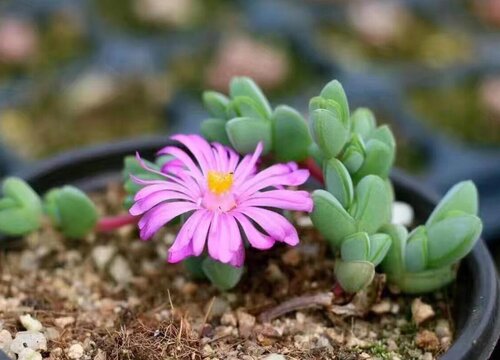 开花的多肉有哪些品种