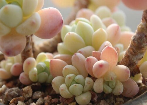 开花的多肉有哪些品种