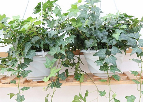 孕妇适合养什么花放在家里