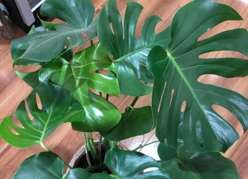 孕妇适合养什么花放在家里