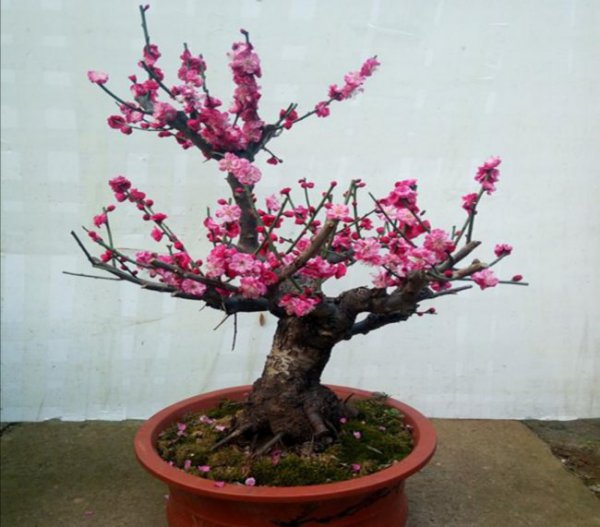 不怕冻的室外绿植盆栽有哪些