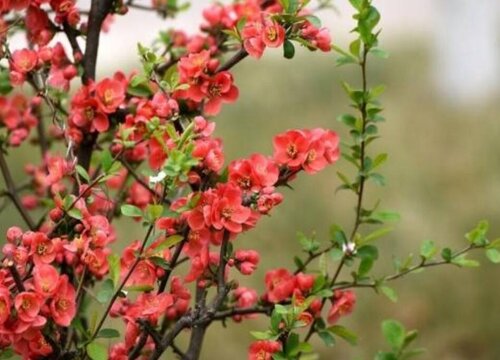 不怕冻的室外绿植盆栽有哪些