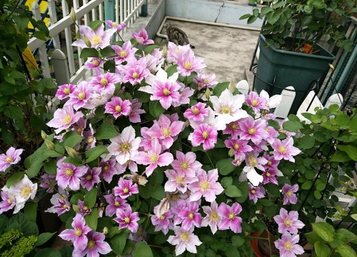 不怕冻的室外绿植盆栽有哪些