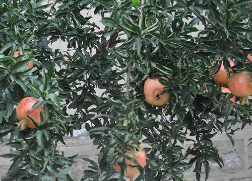 不怕冻的室外绿植盆栽有哪些