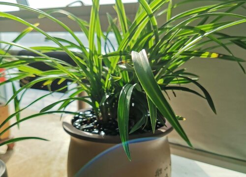 兰花追施液肥时谨记哪些要点