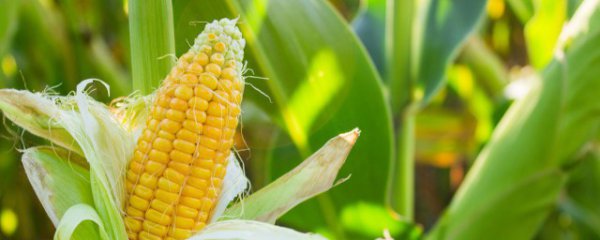 生玉米棒如何保鲜储存