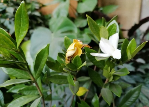 牡丹叶子发黄怎么回事