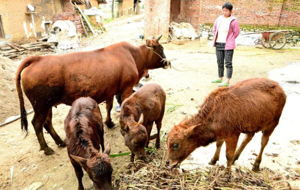 养20头牛国家补贴多少钱