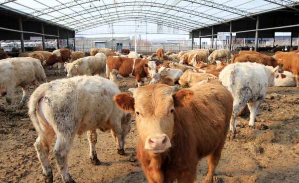 养20头牛国家补贴多少钱