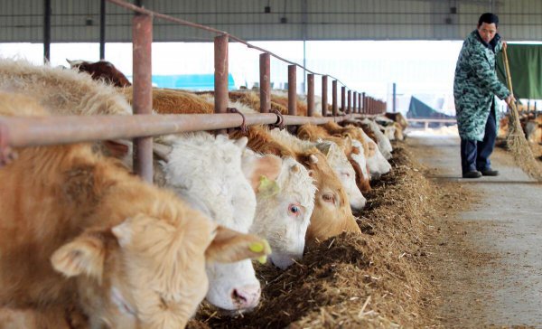 养20头牛国家补贴多少钱