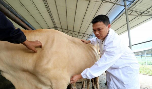 养20头牛国家补贴多少钱