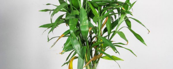 客厅需放什么植物招财