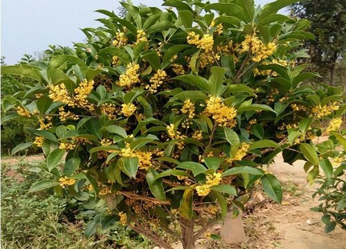 桂花树耐寒最低温度是多少