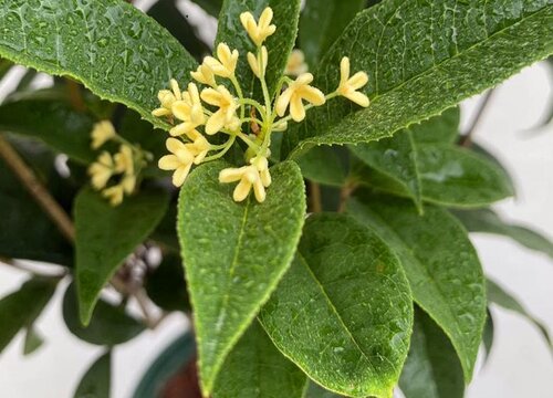 桂花树耐寒最低温度是多少