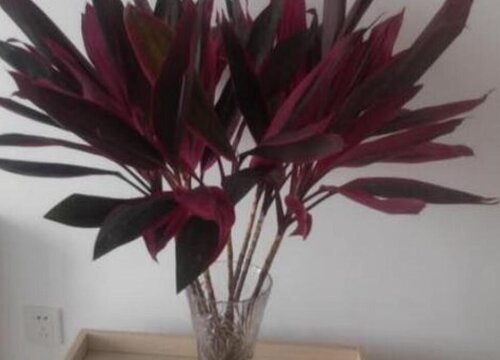 红竹适合在家里养吗