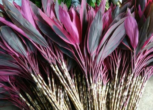 红竹适合在家里养吗