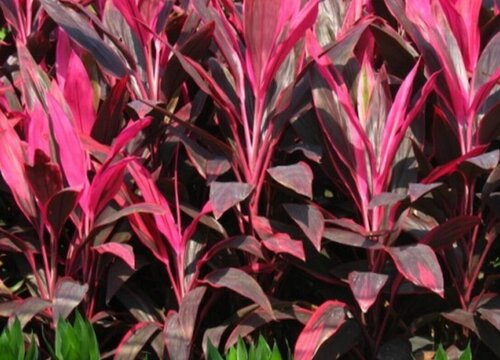 红竹适合在家里养吗