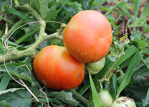 番茄长在树上还是地上