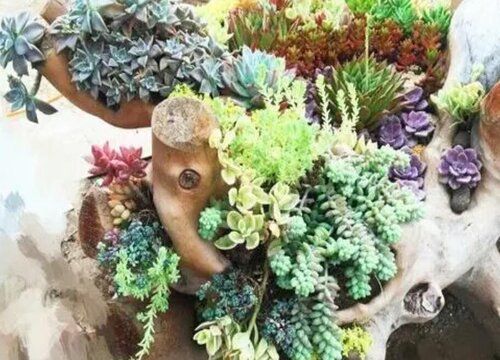 多肉怎么养护浇水才是正确的