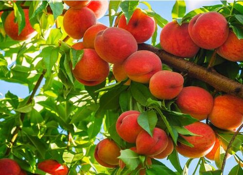 桃树品种