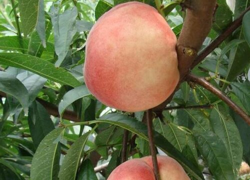 桃树品种