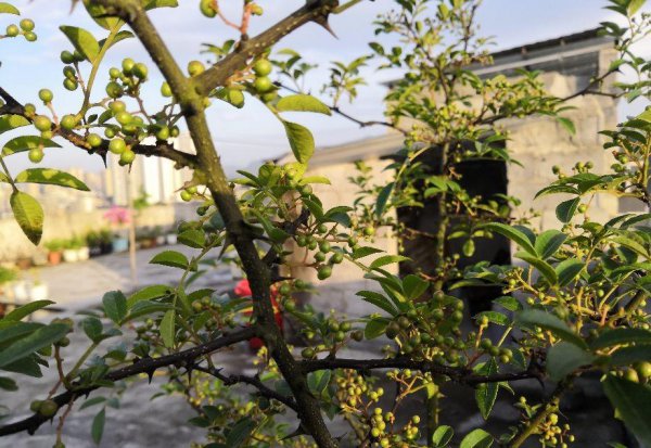 花椒什么时候成熟采摘最好