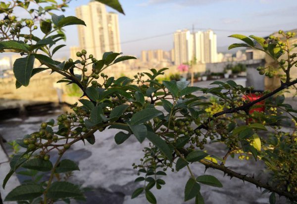 花椒什么时候成熟采摘最好