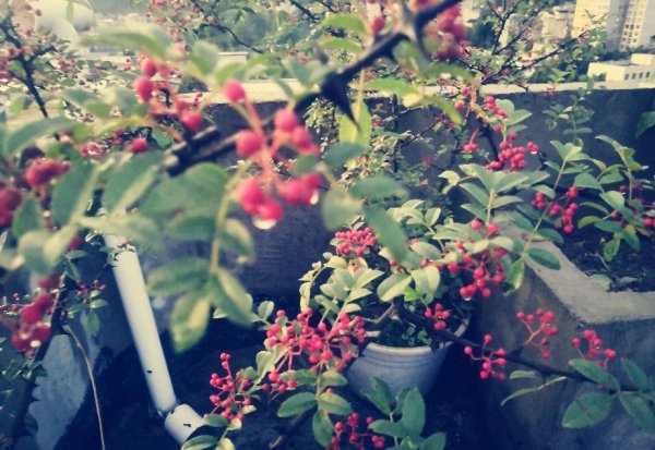 花椒什么时候成熟采摘最好