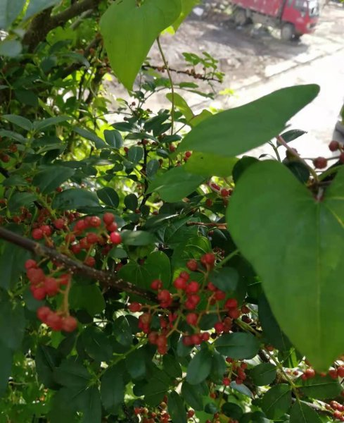 花椒什么时候成熟采摘最好