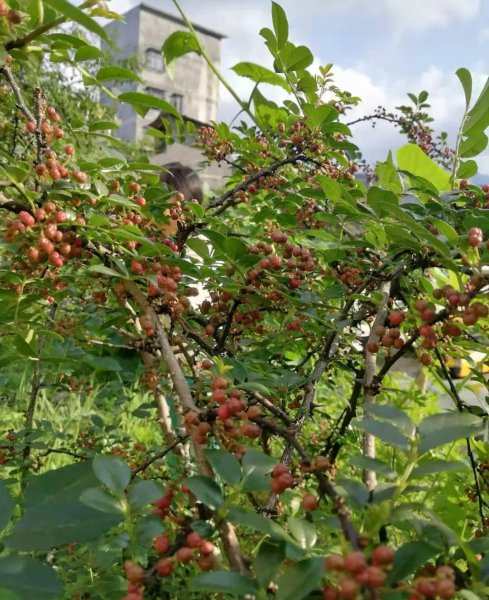 花椒什么时候成熟采摘最好