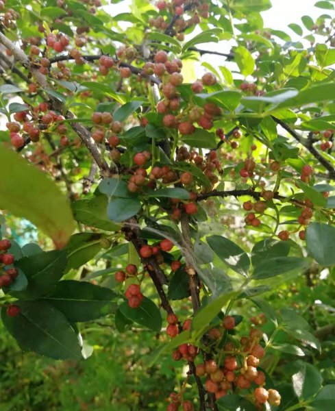 花椒什么时候成熟采摘最好