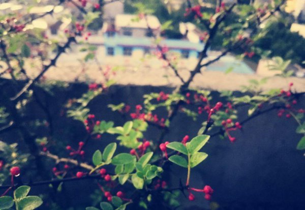 花椒什么时候成熟采摘最好