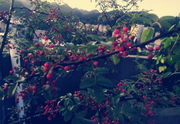 花椒什么时候成熟采摘最好