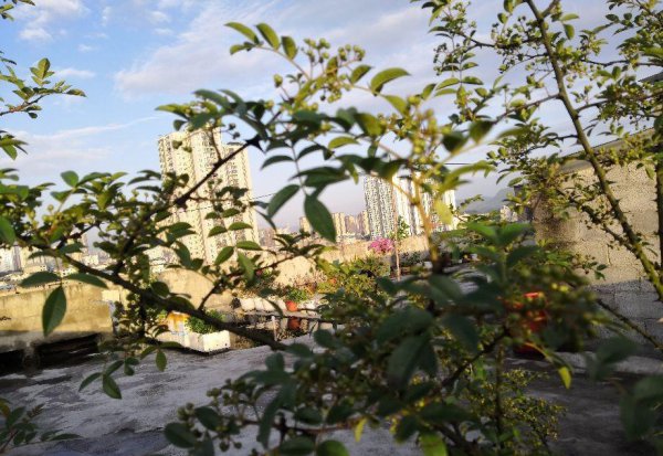 花椒什么时候成熟采摘最好