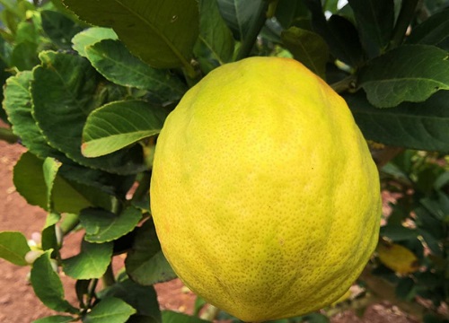 香椽和香橼的区别