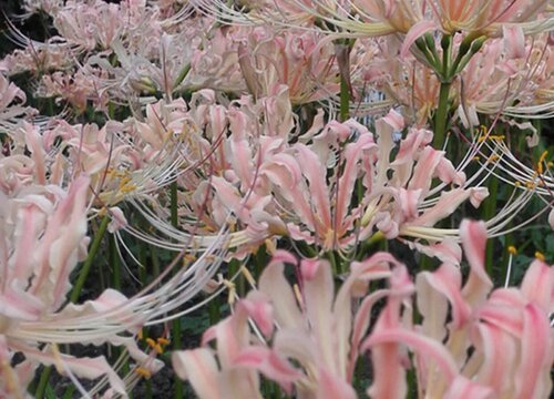 蔓珠莎华的花语是什么