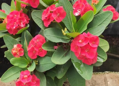 麒麟花怎么换土