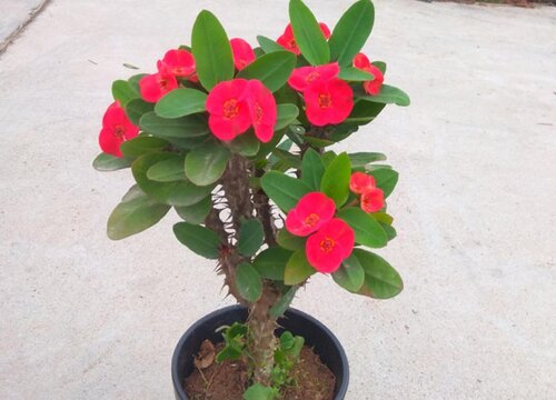 麒麟花怎么换土