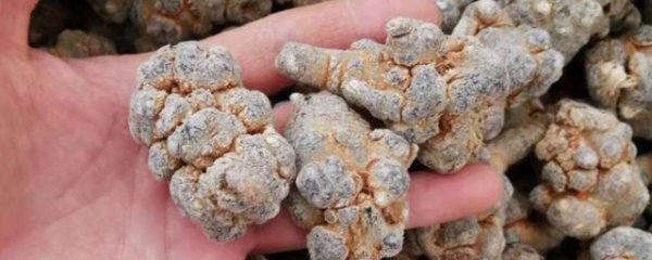 新鲜三七怎么处理