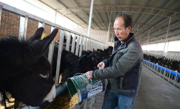 养驴挣钱为什么没人养